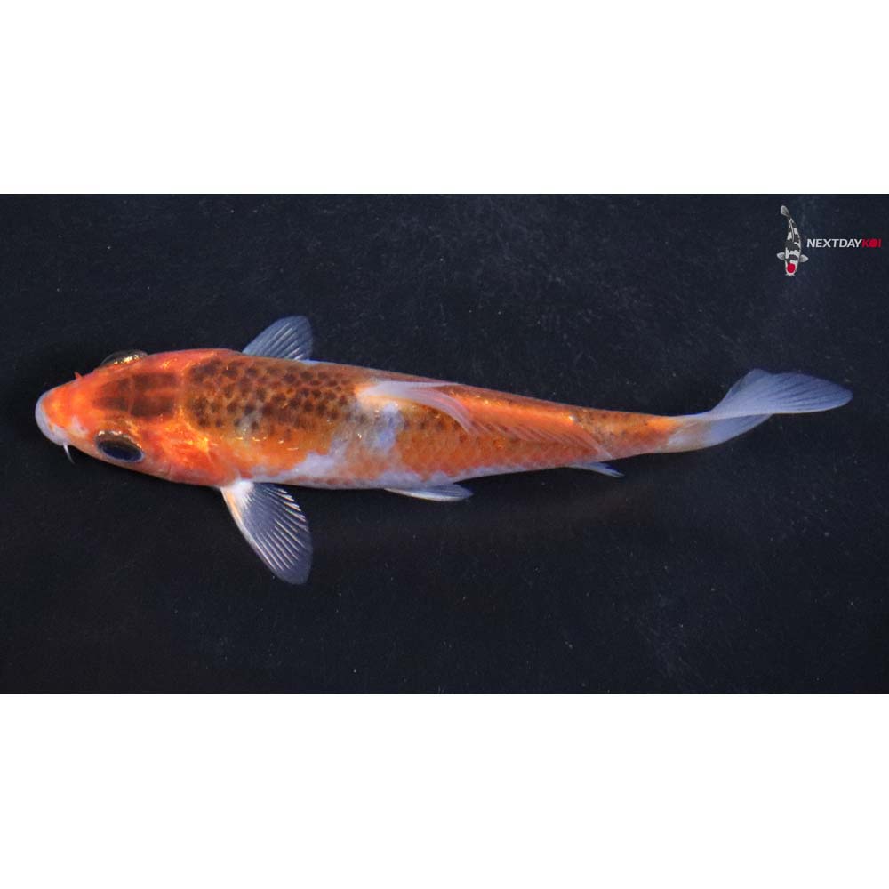 4” Imported Goromo