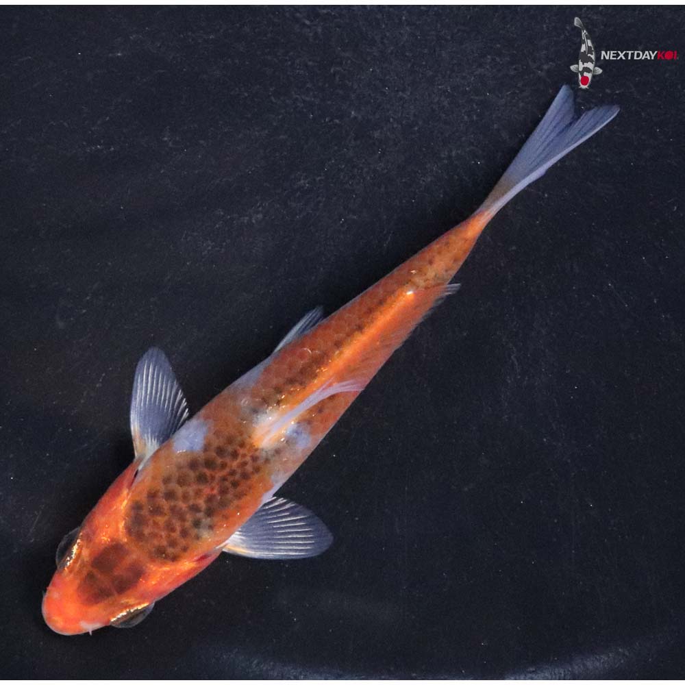 4” Imported Goromo