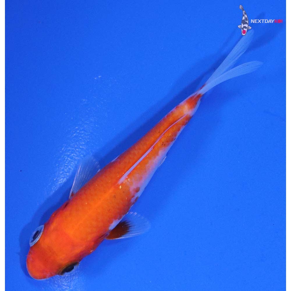 3” Imported Kohaku