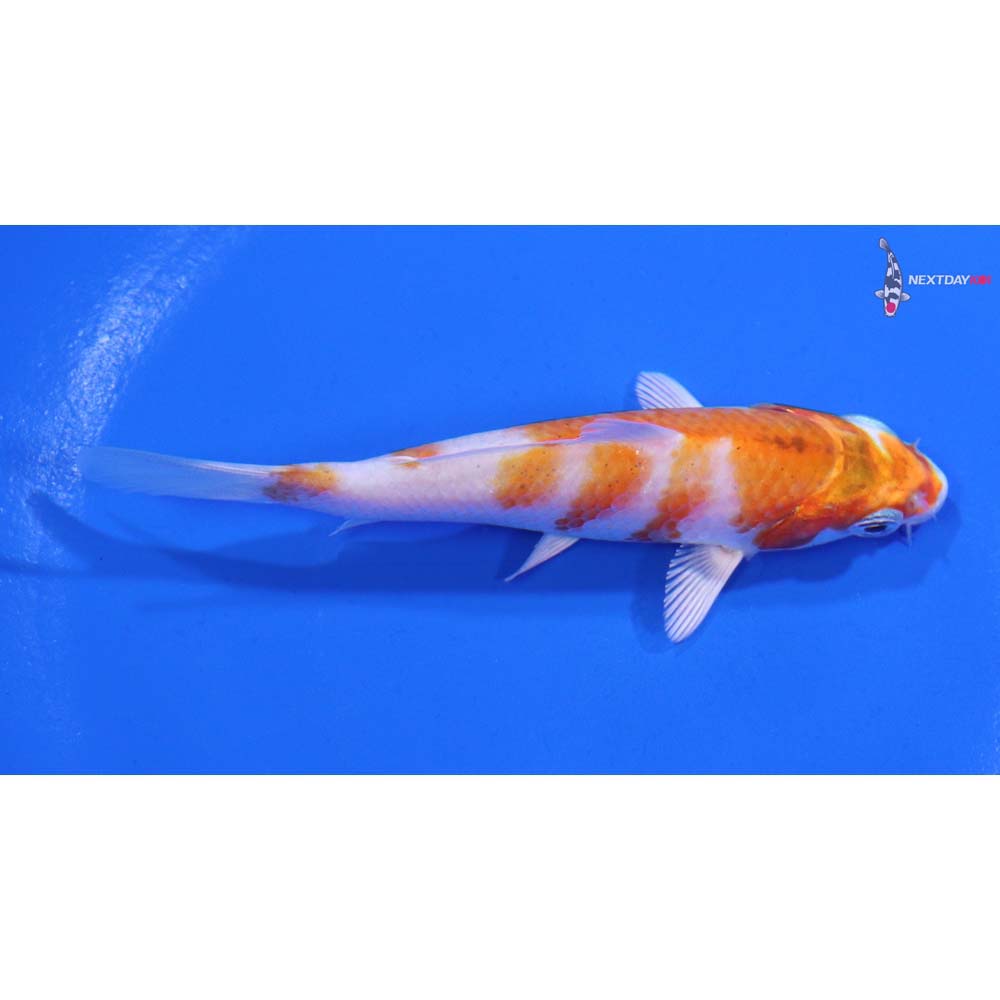 4” Imported Hariwake