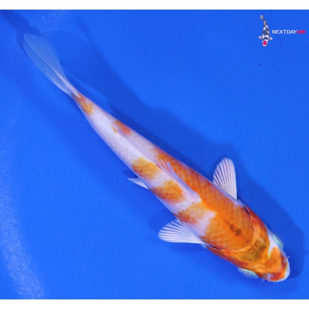 4” Imported Hariwake