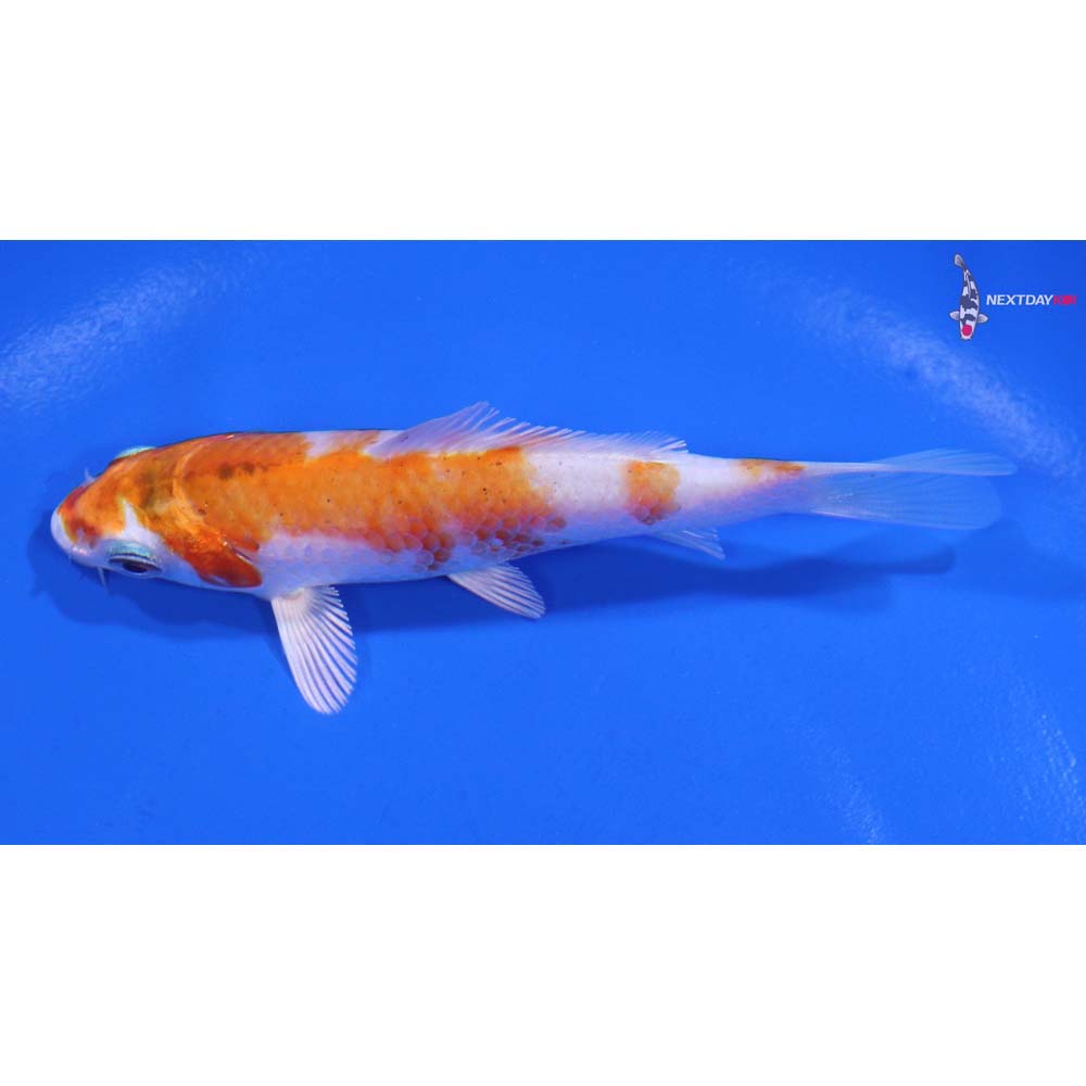 4” Imported Hariwake