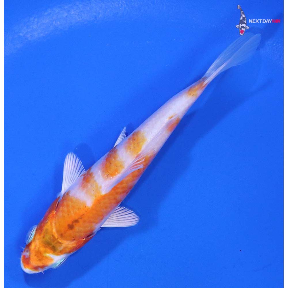 4” Imported Hariwake