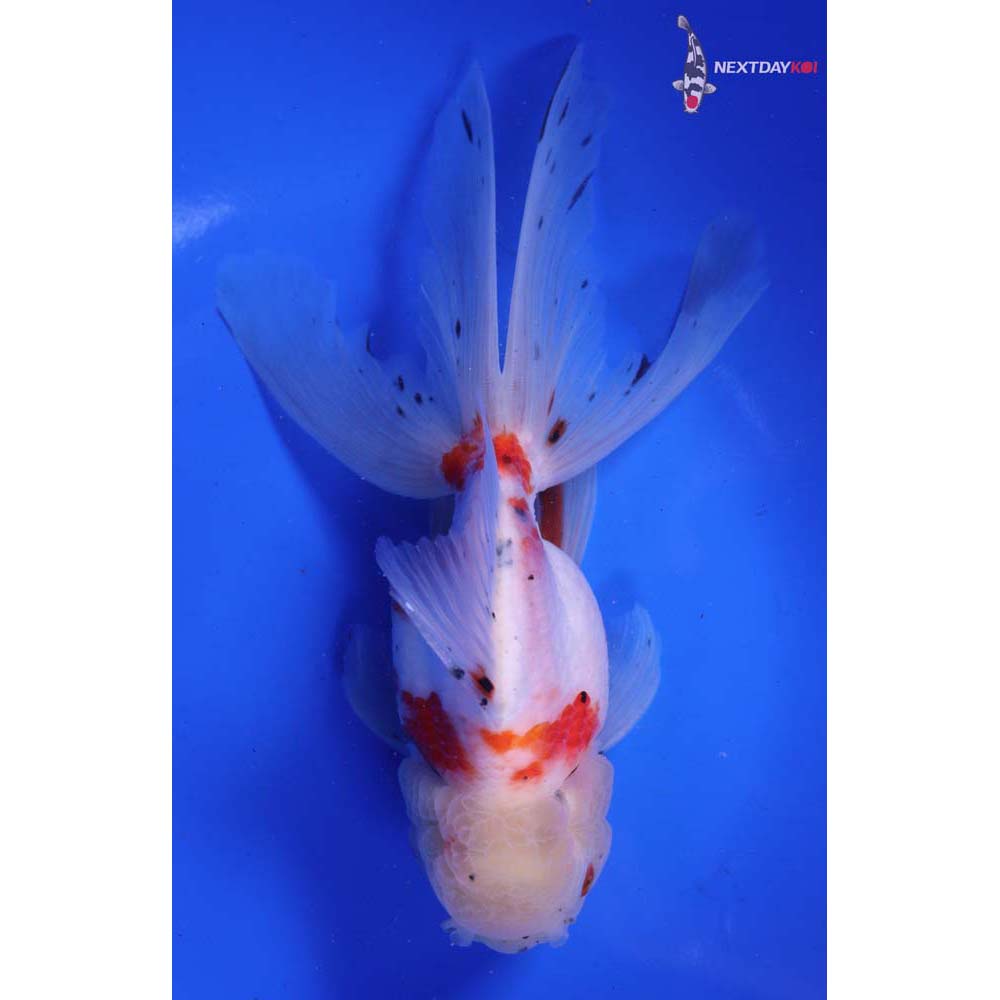 6.5” Imported Calico Oranda