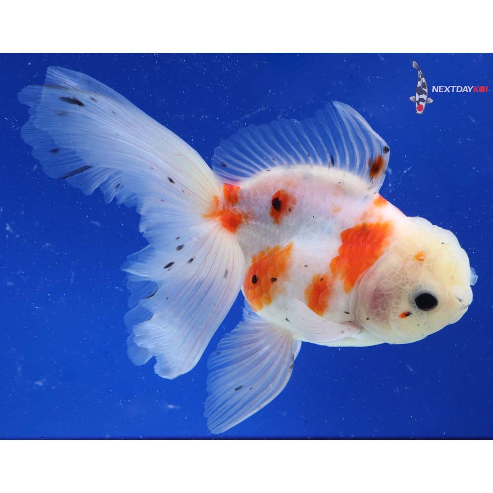 6.5” Imported Calico Oranda