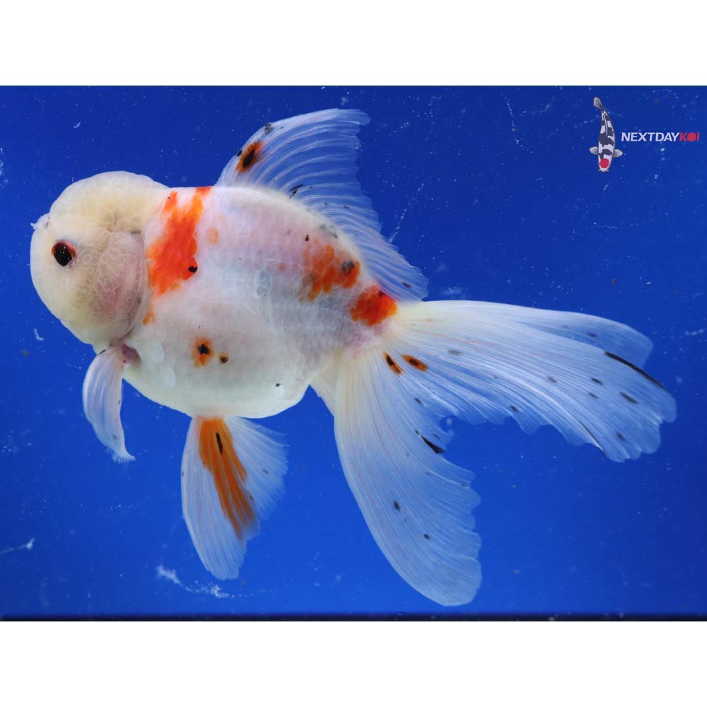 6.5” Imported Calico Oranda