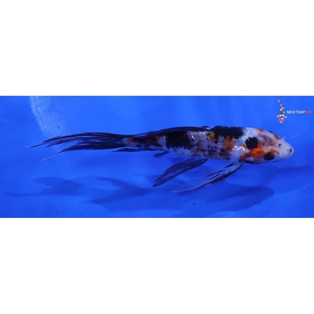 5” Imported Sanke Butterfly Koi