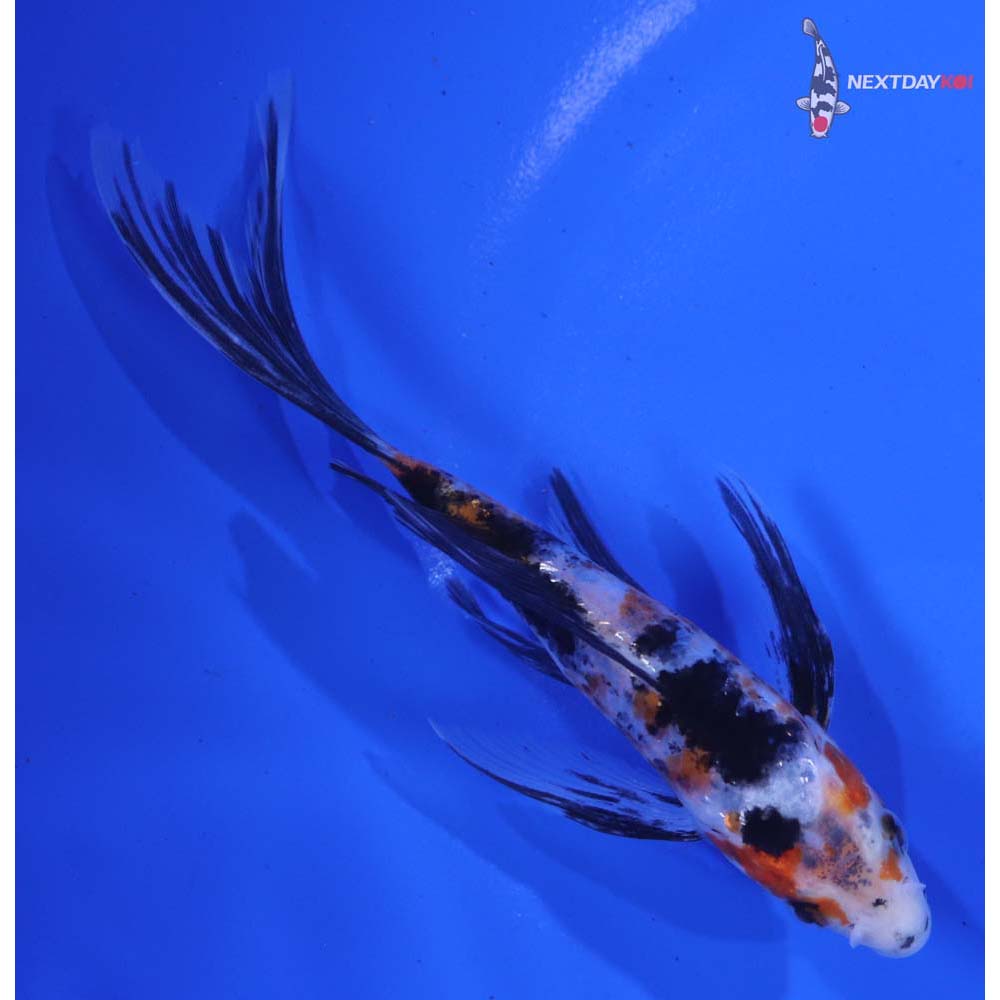5” Imported Sanke Butterfly Koi
