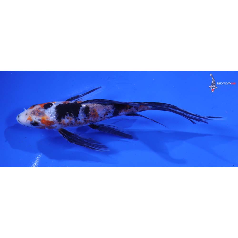 5” Imported Sanke Butterfly Koi