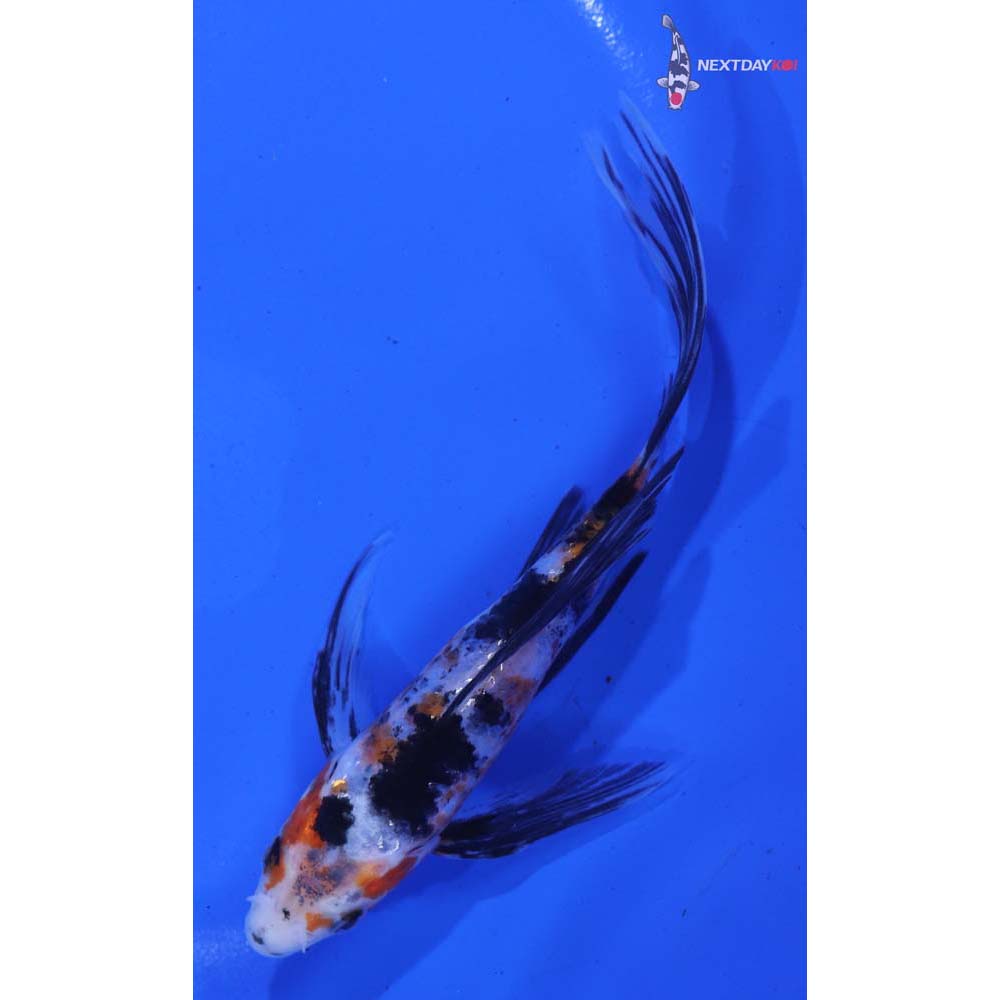5” Imported Sanke Butterfly Koi
