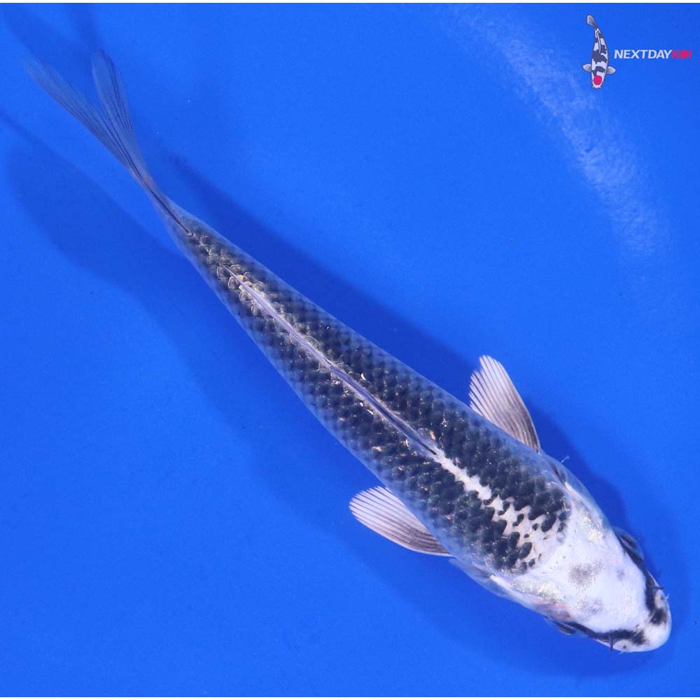 5” Imported Gin Matsuba