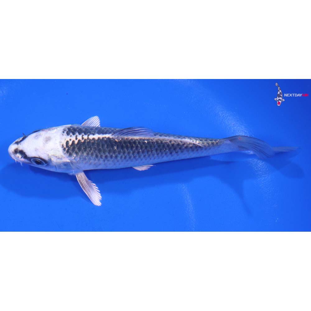 5” Imported Gin Matsuba