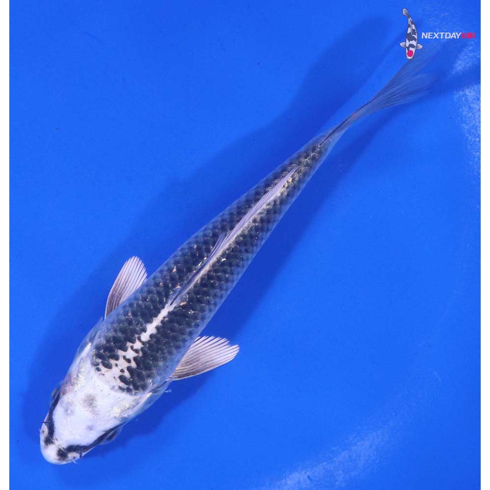 5” Imported Gin Matsuba