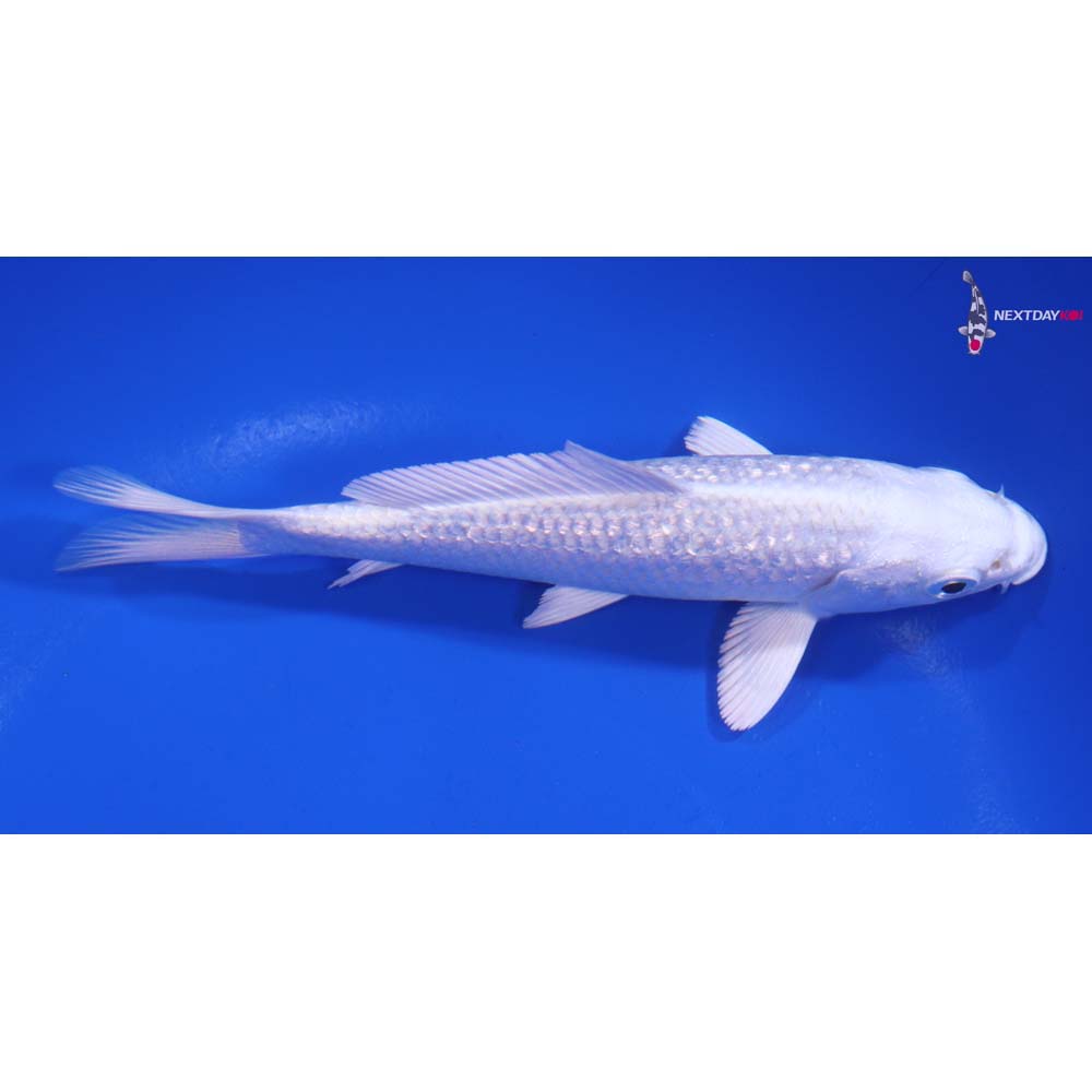 5.5” Imported Gin Rin Platinum Ogon