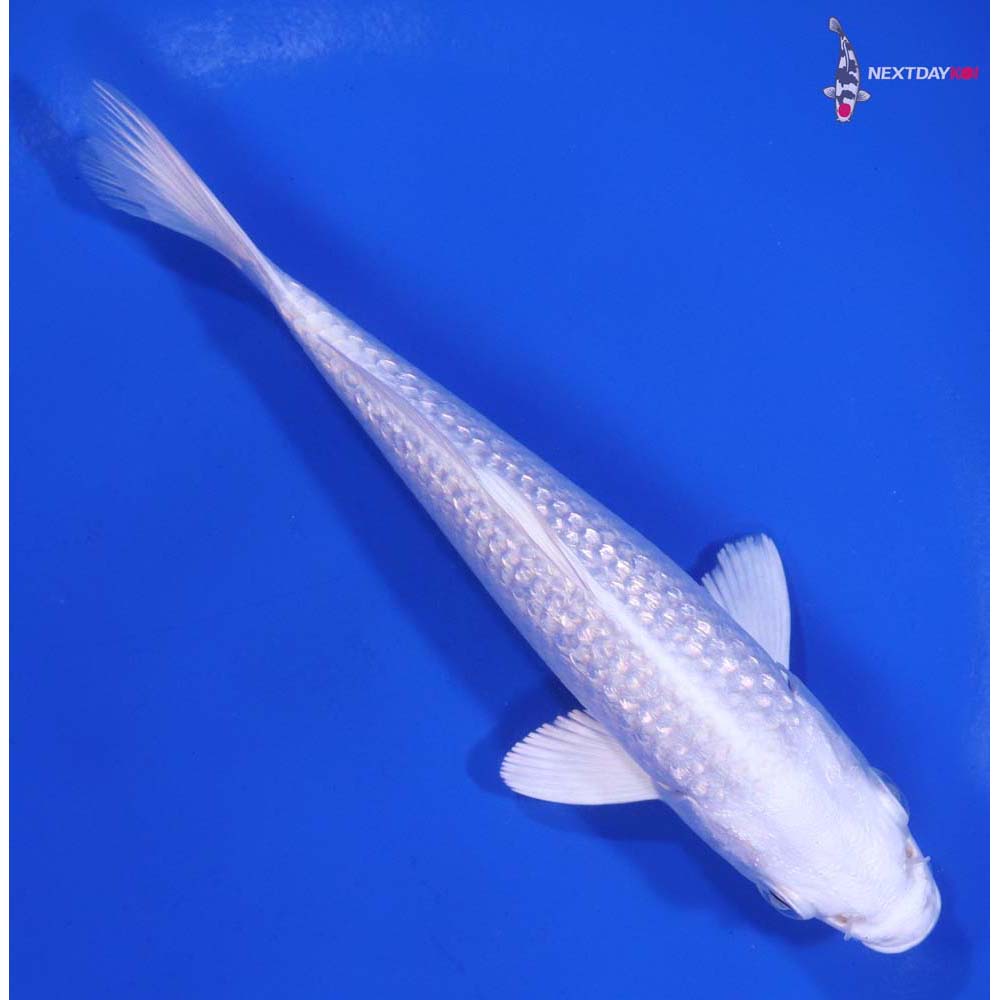 5.5” Imported Gin Rin Platinum Ogon