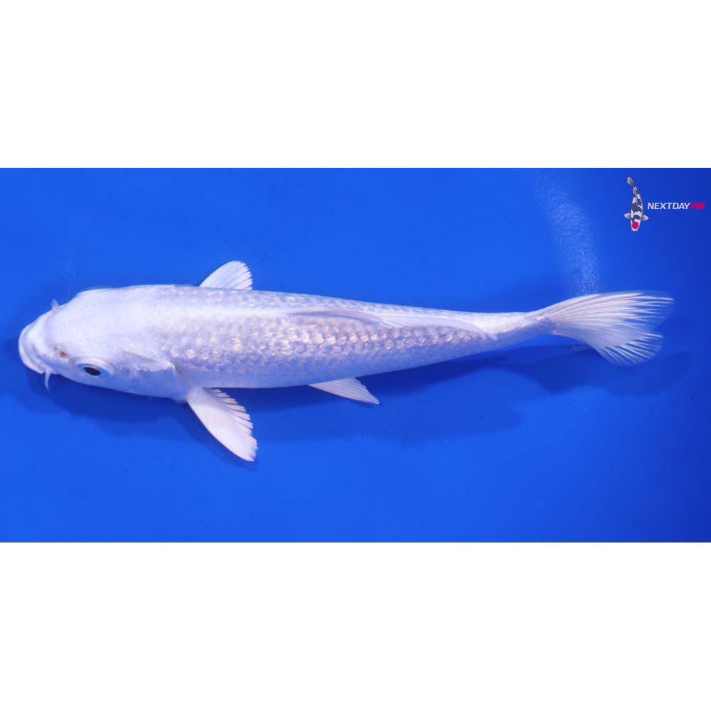 5.5” Imported Gin Rin Platinum Ogon