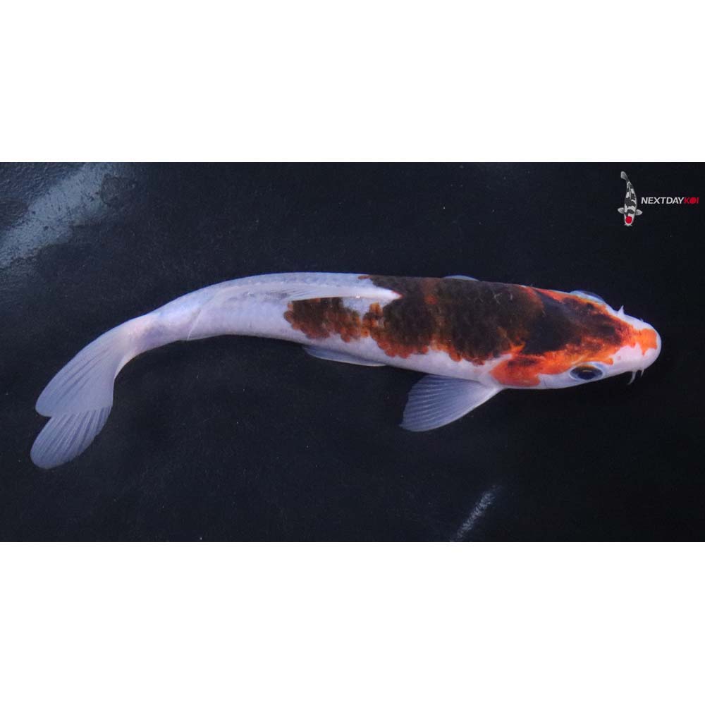 6” Imported Goromo