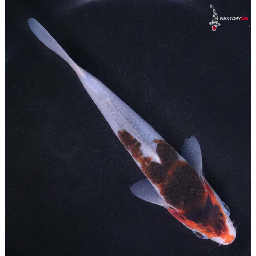 6” Imported Goromo