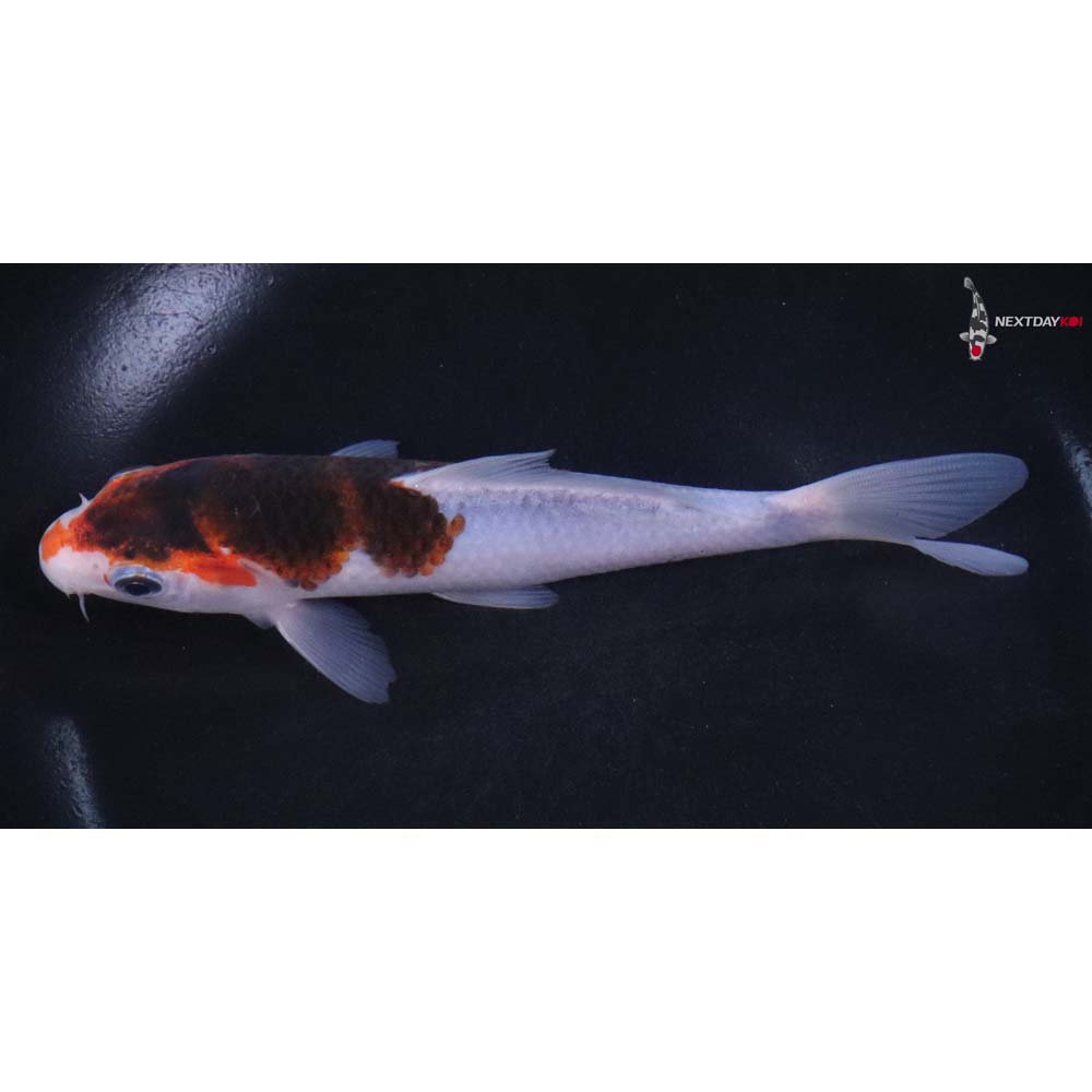 6” Imported Goromo