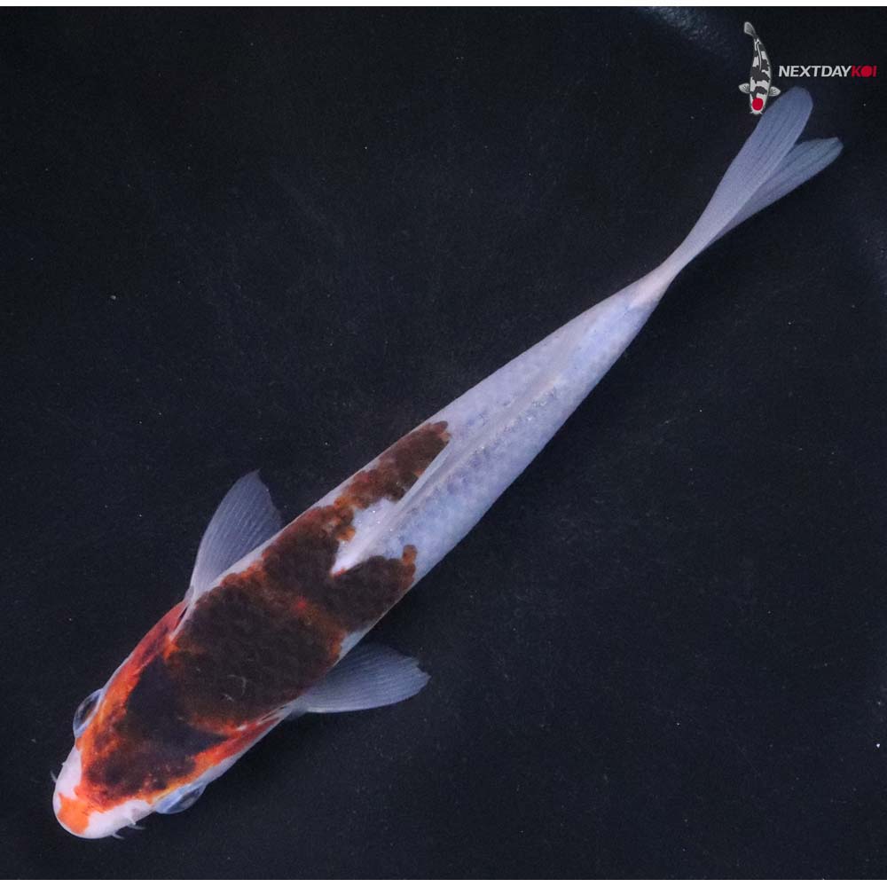 6” Imported Goromo