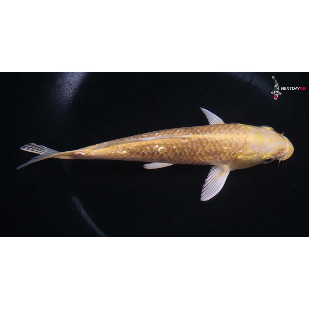 6” Imported Gin Rin Yamabuki Ogon