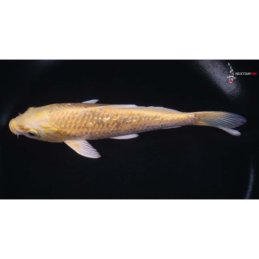 6” Imported Gin Rin Yamabuki Ogon