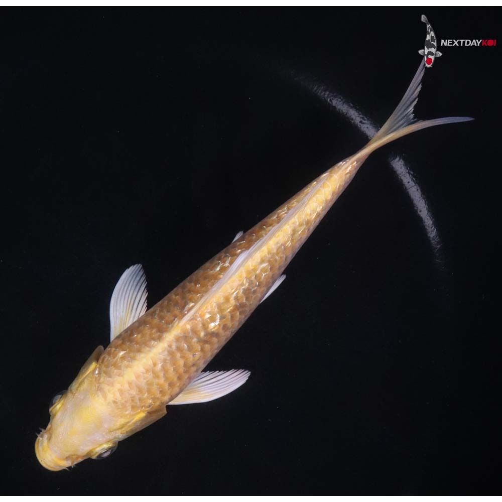 6” Imported Gin Rin Yamabuki Ogon