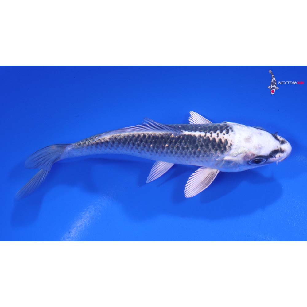 5” Imported Gin Matsuba