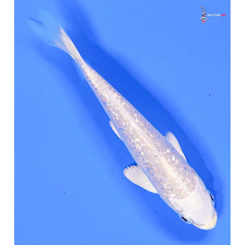 5” Imported Gin Rin Platinum Ogon