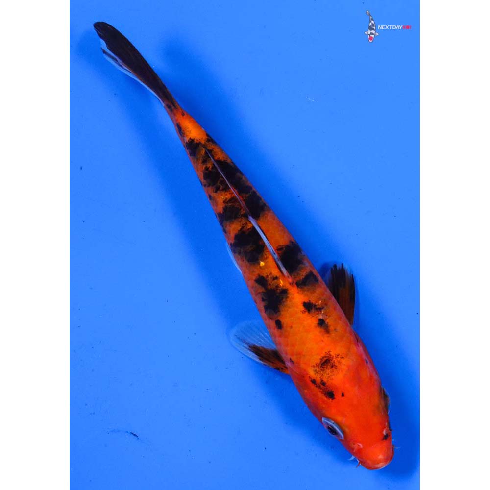 6” Imported Aka Bekko