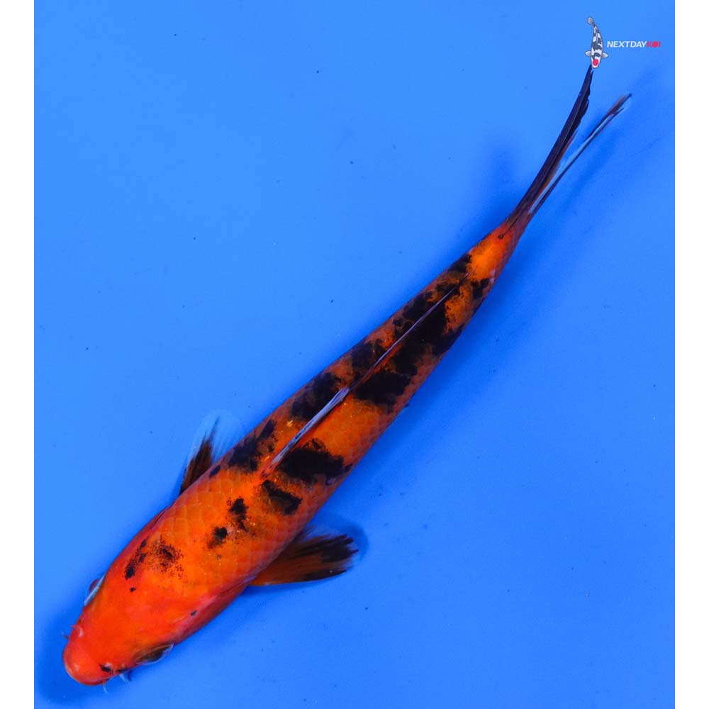 6” Imported Aka Bekko