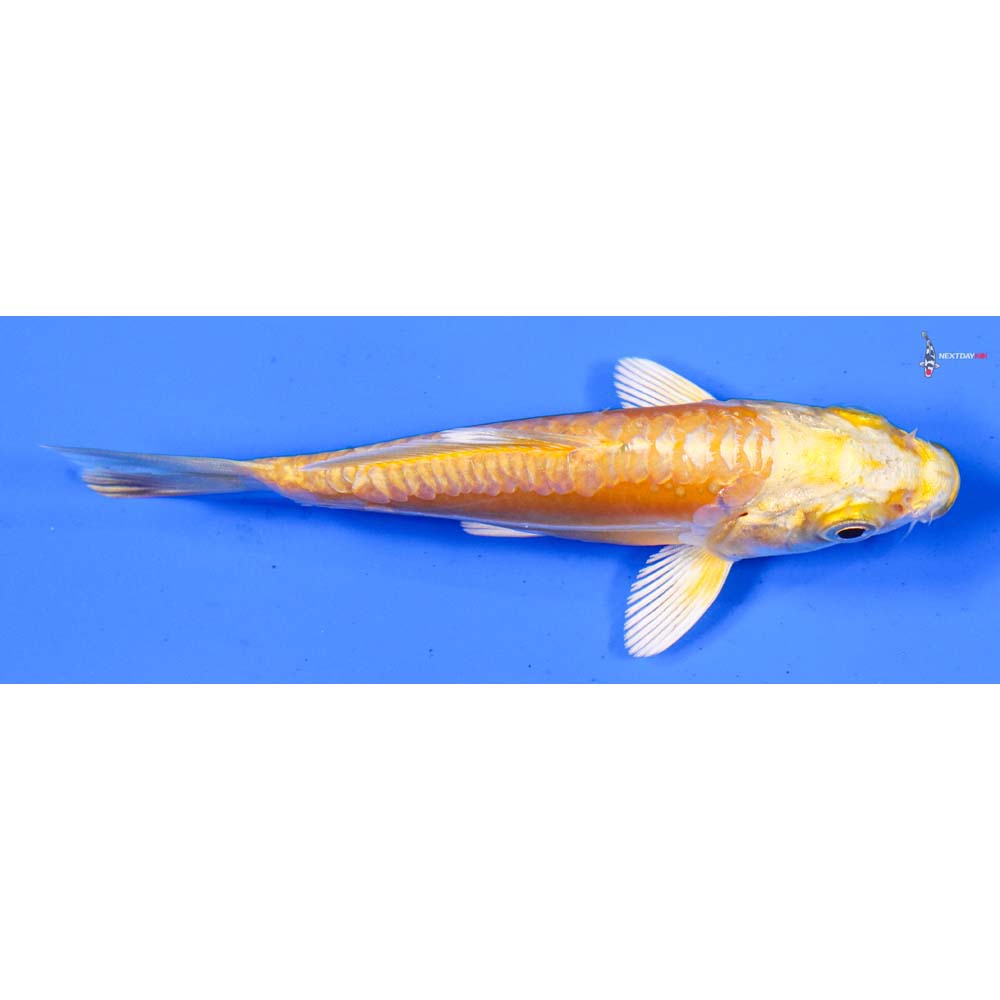 4” Imported Doitsu Yamabuki Ogon