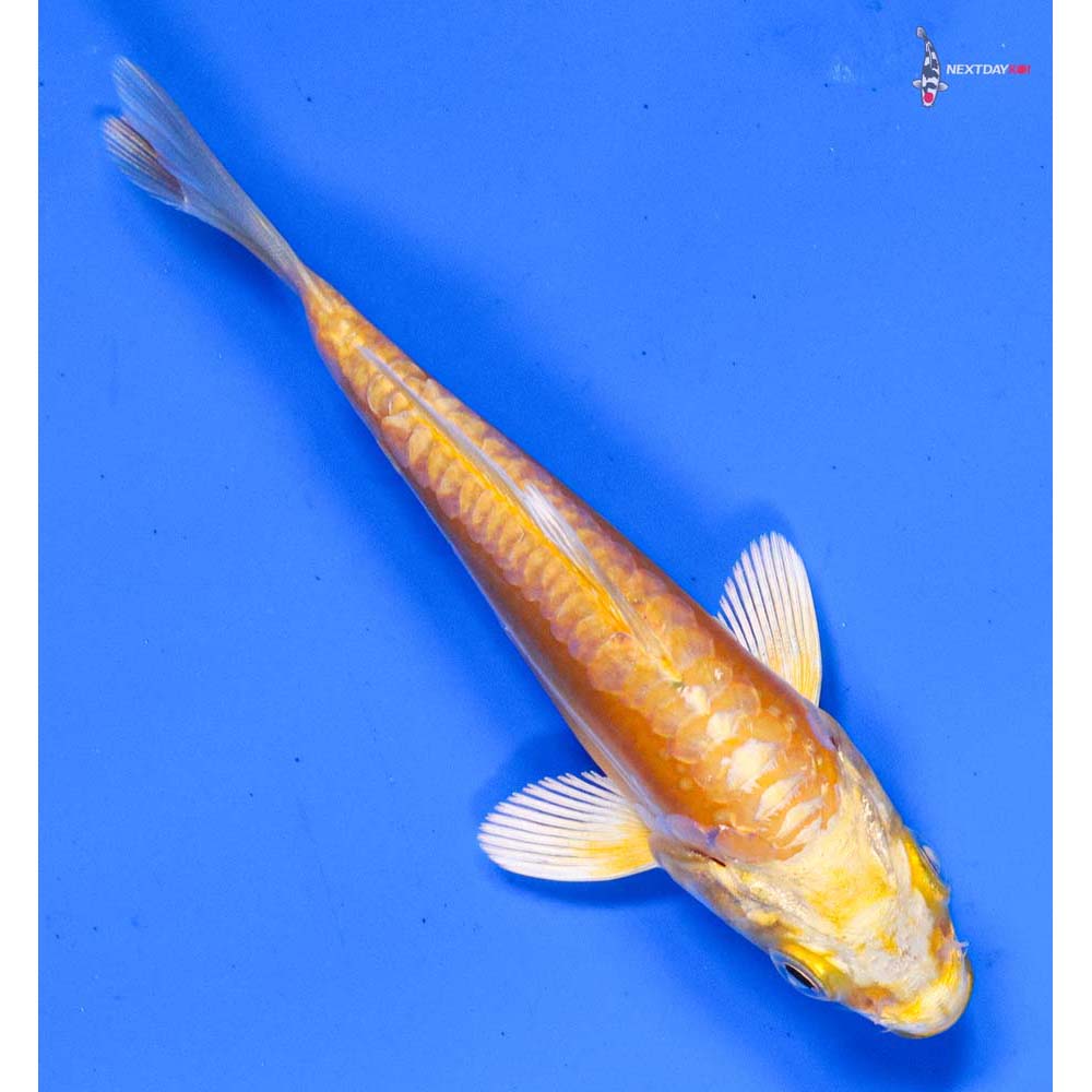 4” Imported Doitsu Yamabuki Ogon