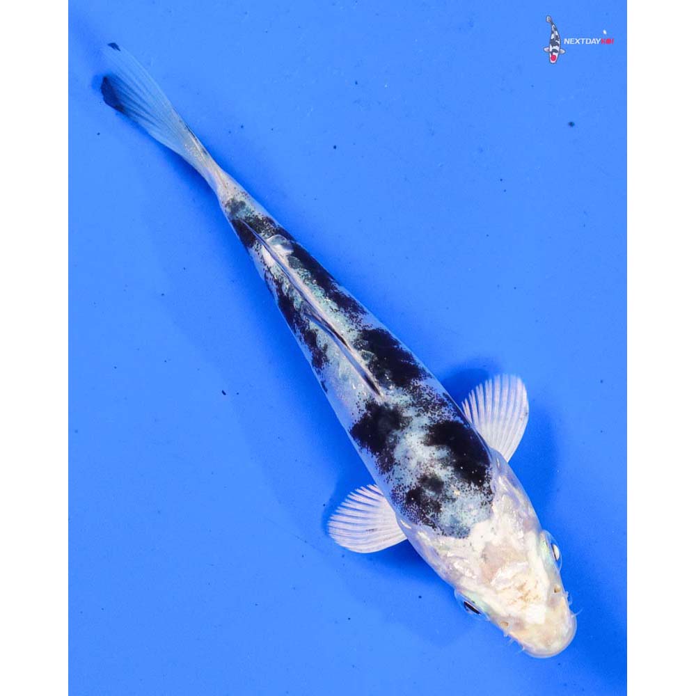 4” Imported Doitsu Gin Shiro Bekko