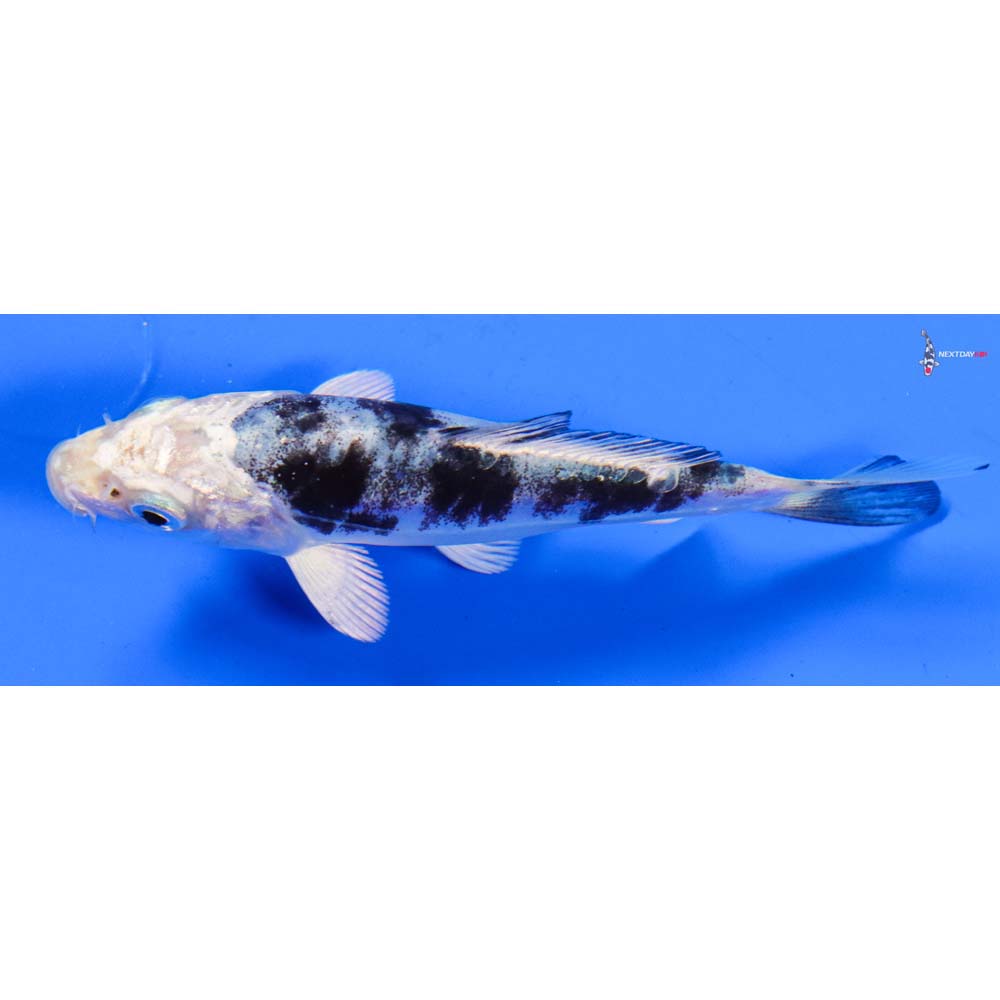 4” Imported Doitsu Gin Shiro Bekko