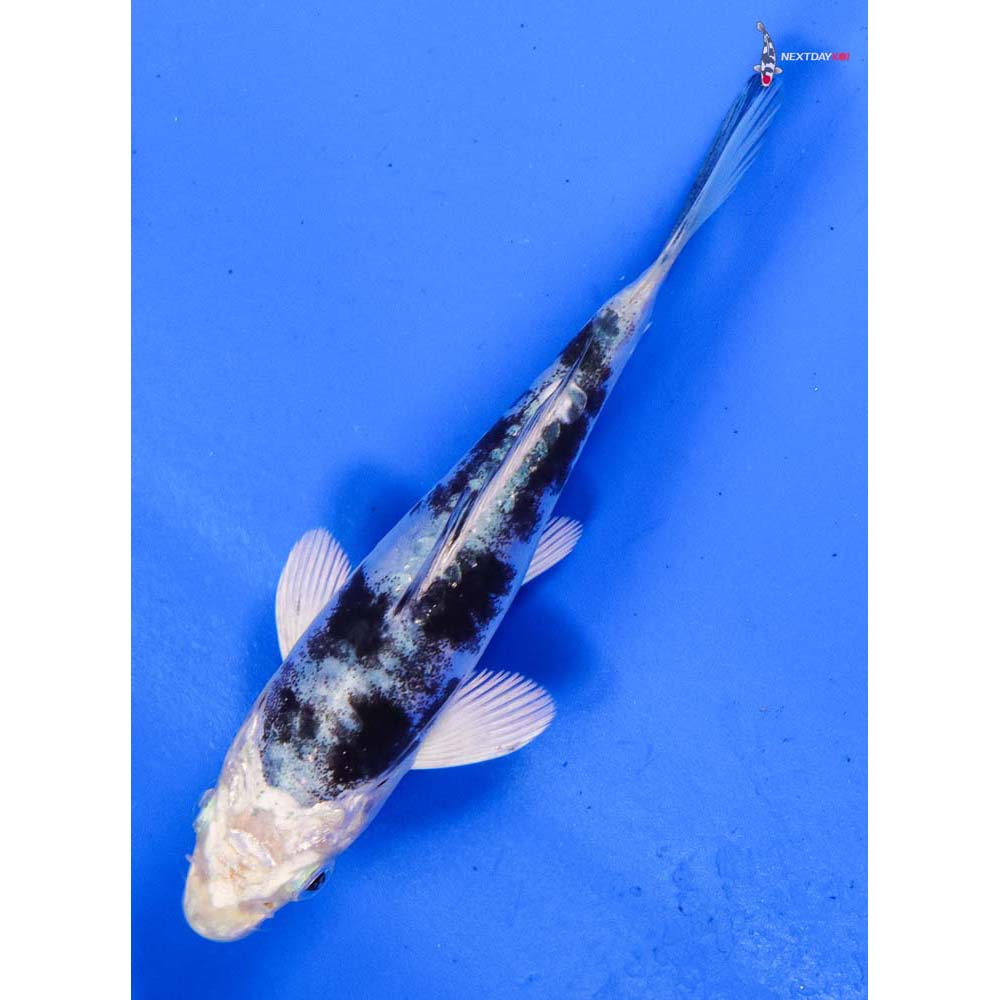 4” Imported Doitsu Gin Shiro Bekko