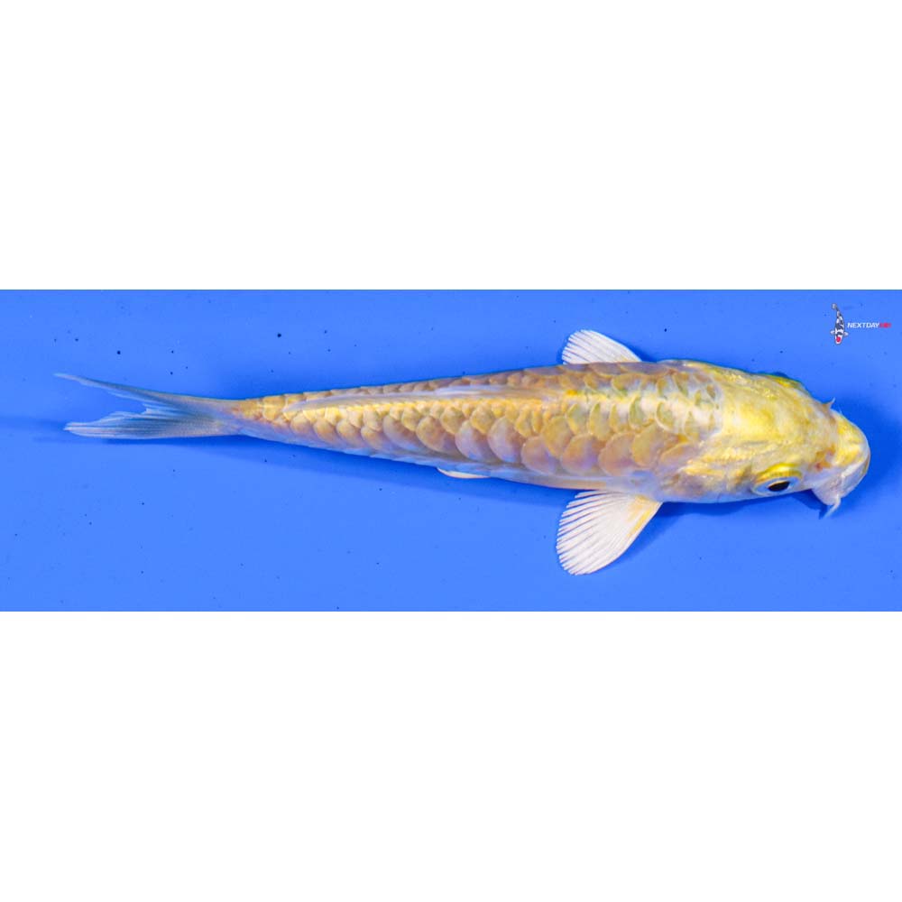 4” Imported Armor Scaled Yamabuki Ogon