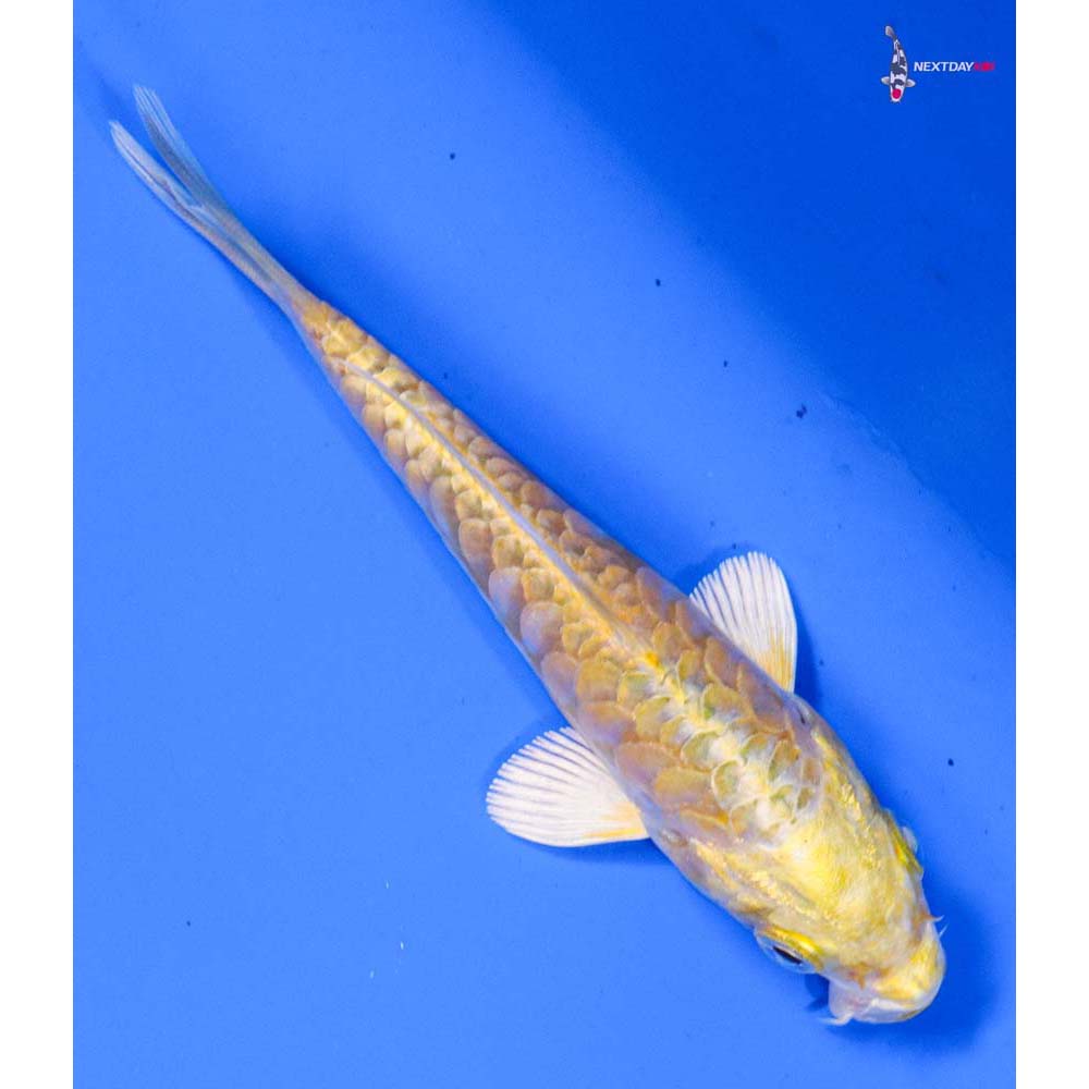 4” Imported Armor Scaled Yamabuki Ogon