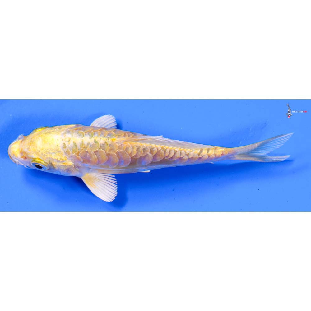 4” Imported Armor Scaled Yamabuki Ogon