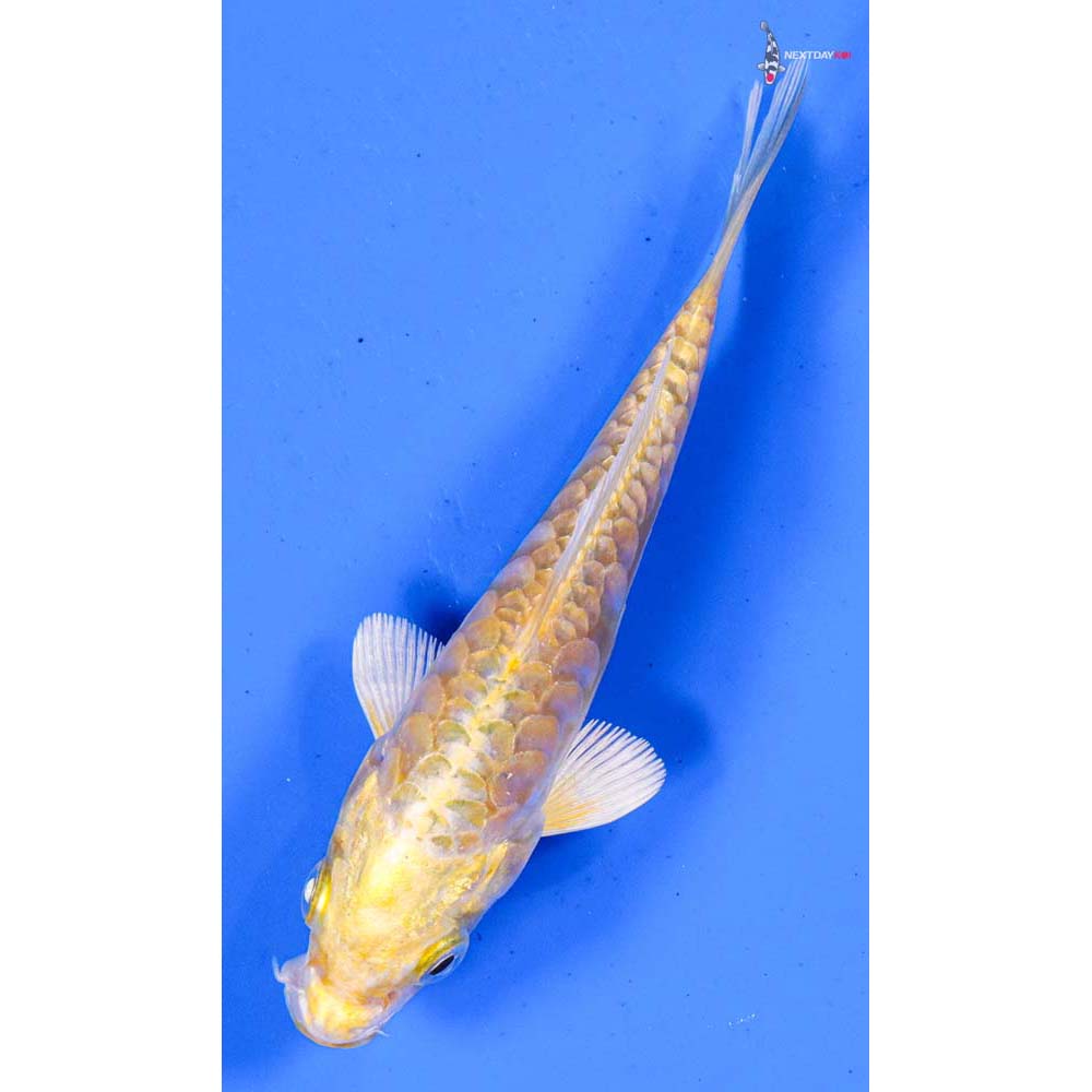 4” Imported Armor Scaled Yamabuki Ogon