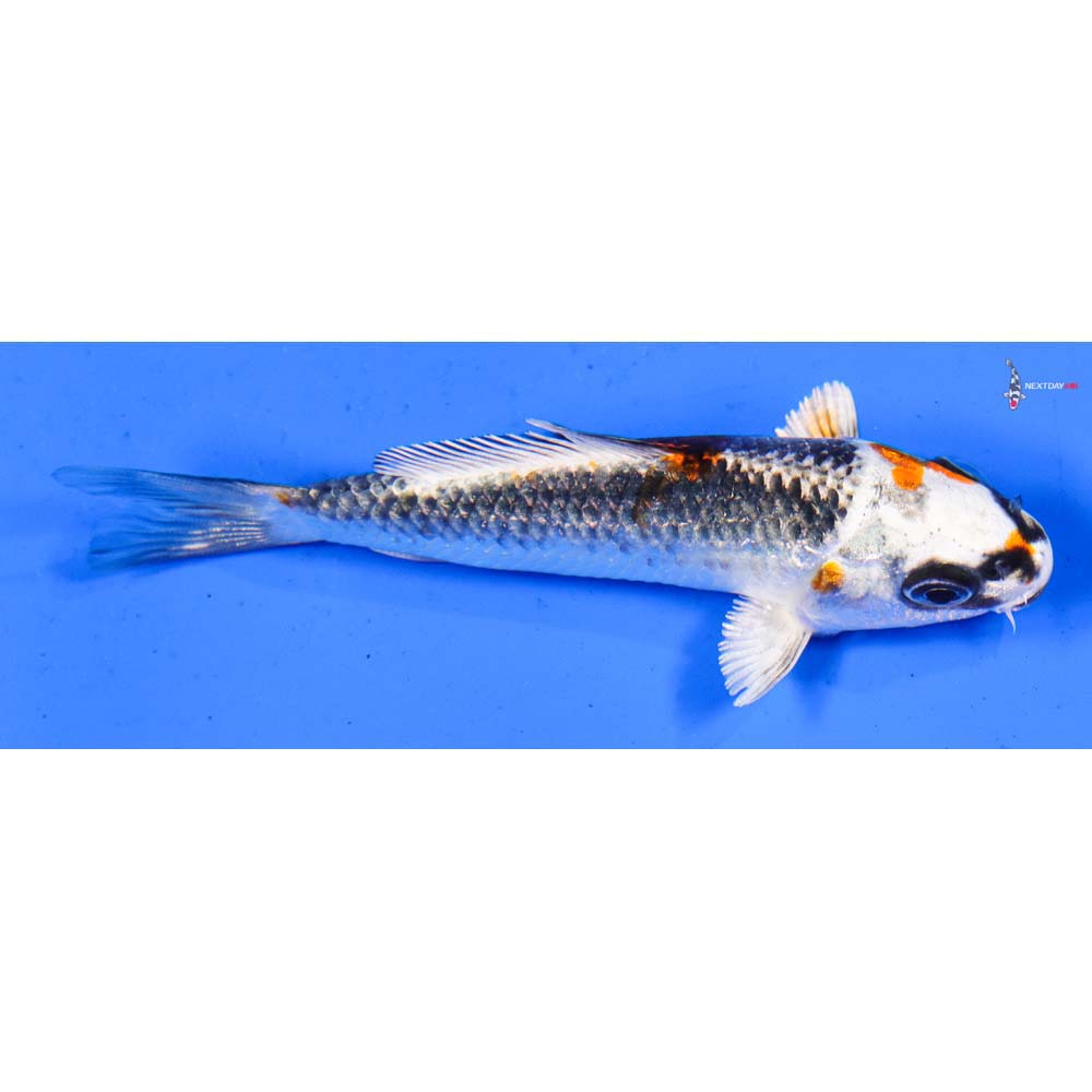 4” Imported Kujaku