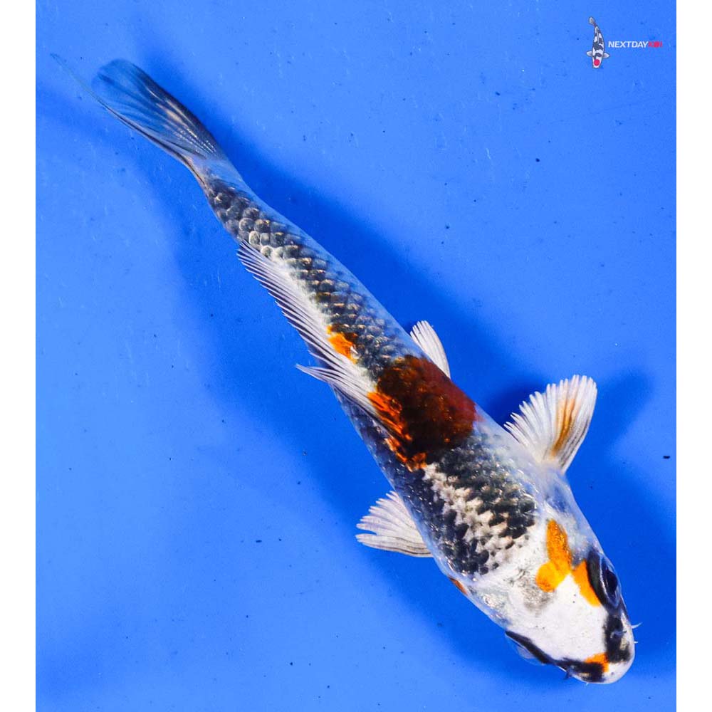 4” Imported Kujaku