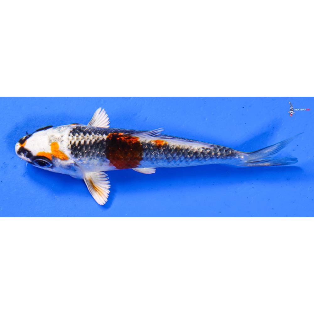 4” Imported Kujaku