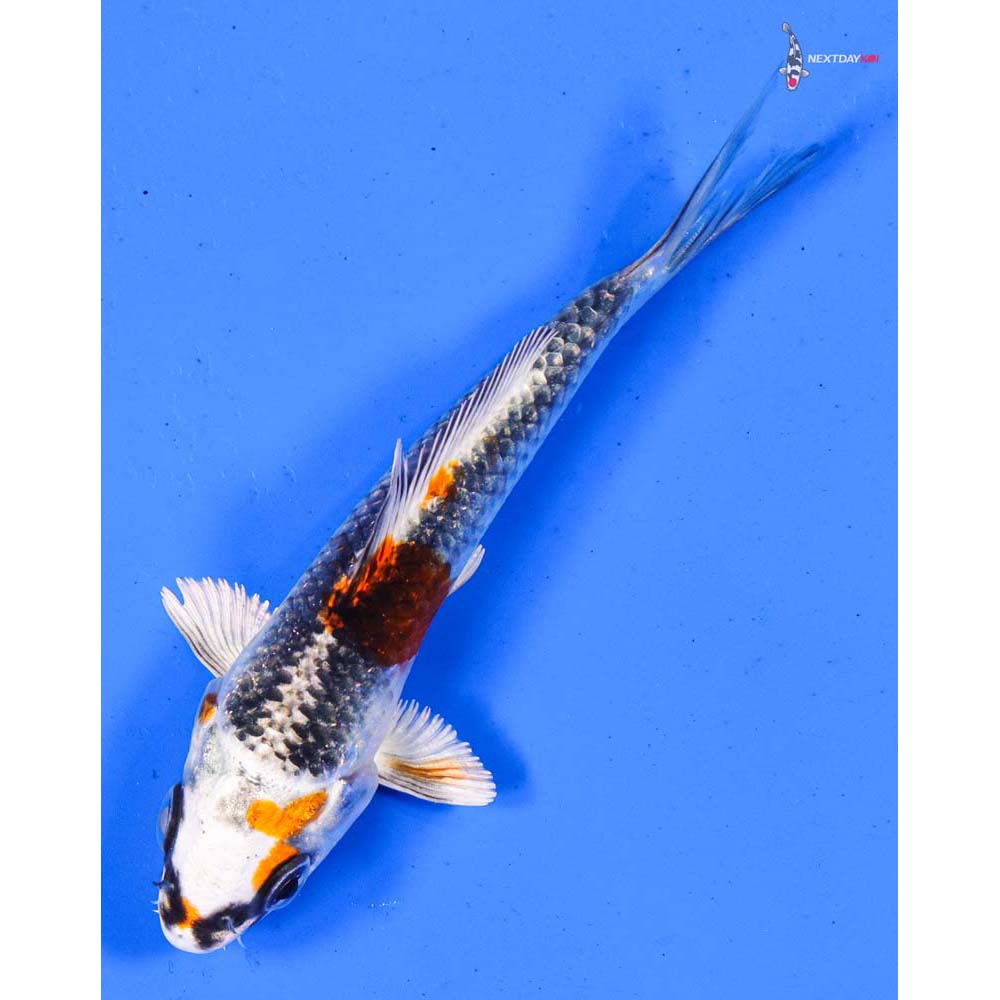 4” Imported Kujaku