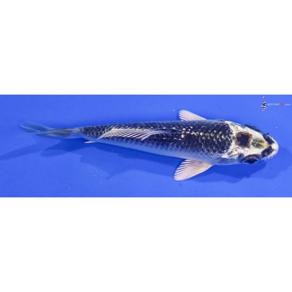 4” Imported Gin Rin Gin Matsuba