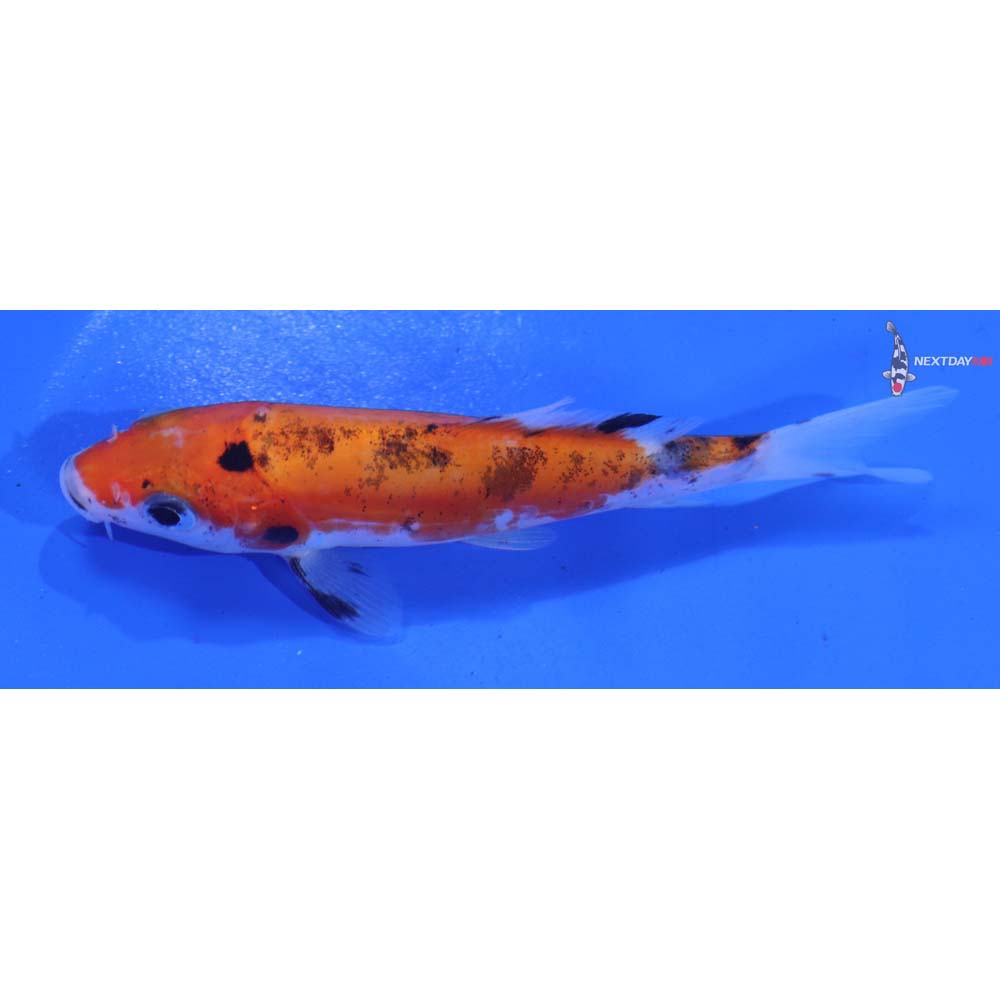 4” Imported Doitsu Sanke