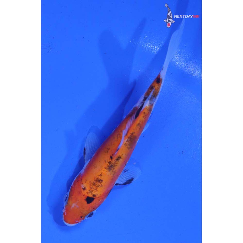 4” Imported Doitsu Sanke