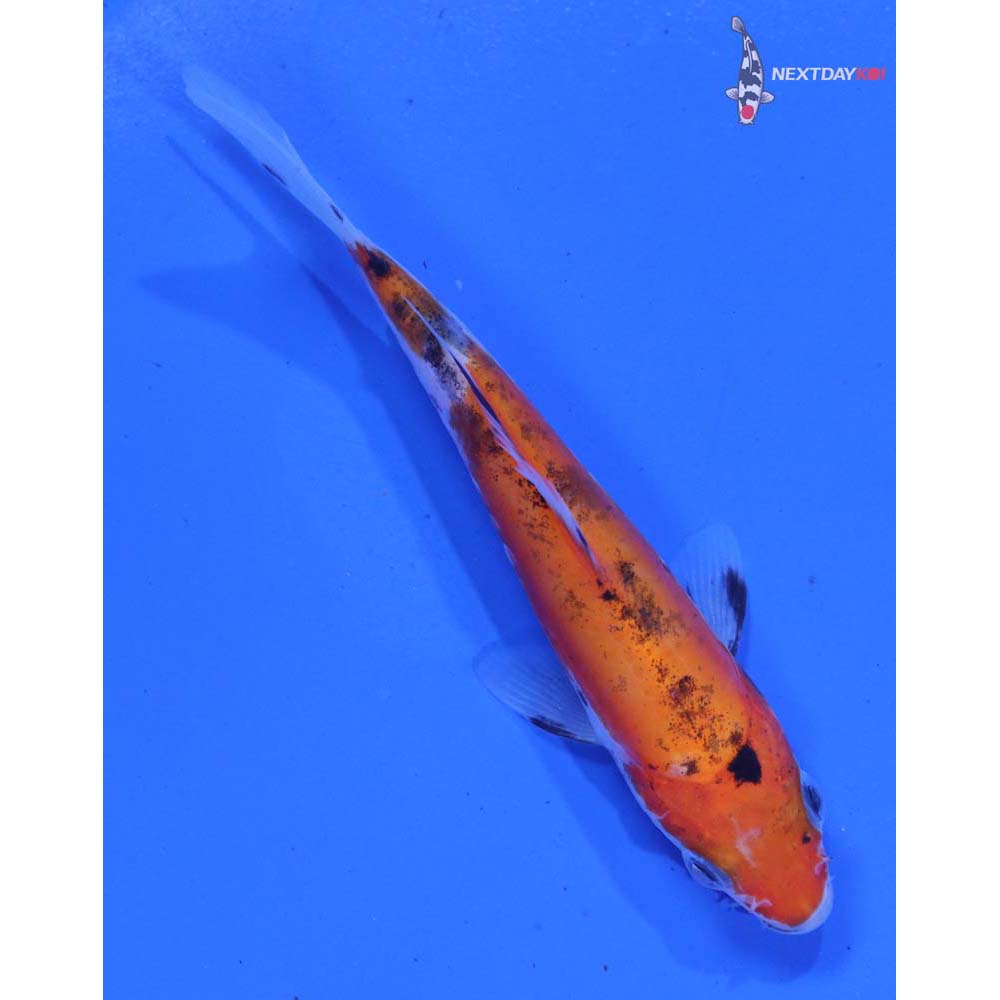 4” Imported Doitsu Sanke