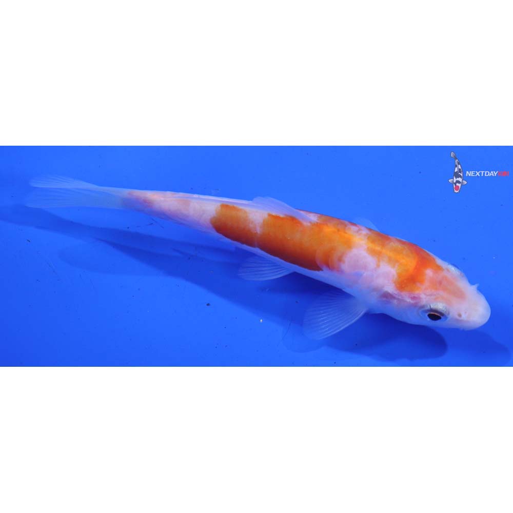 4.5” Imported Doitsu Kohaku