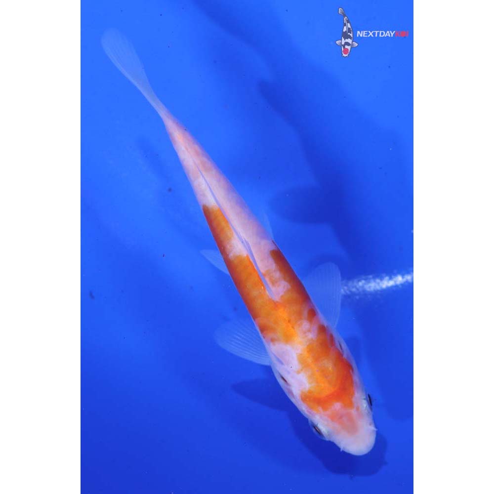 4.5” Imported Doitsu Kohaku